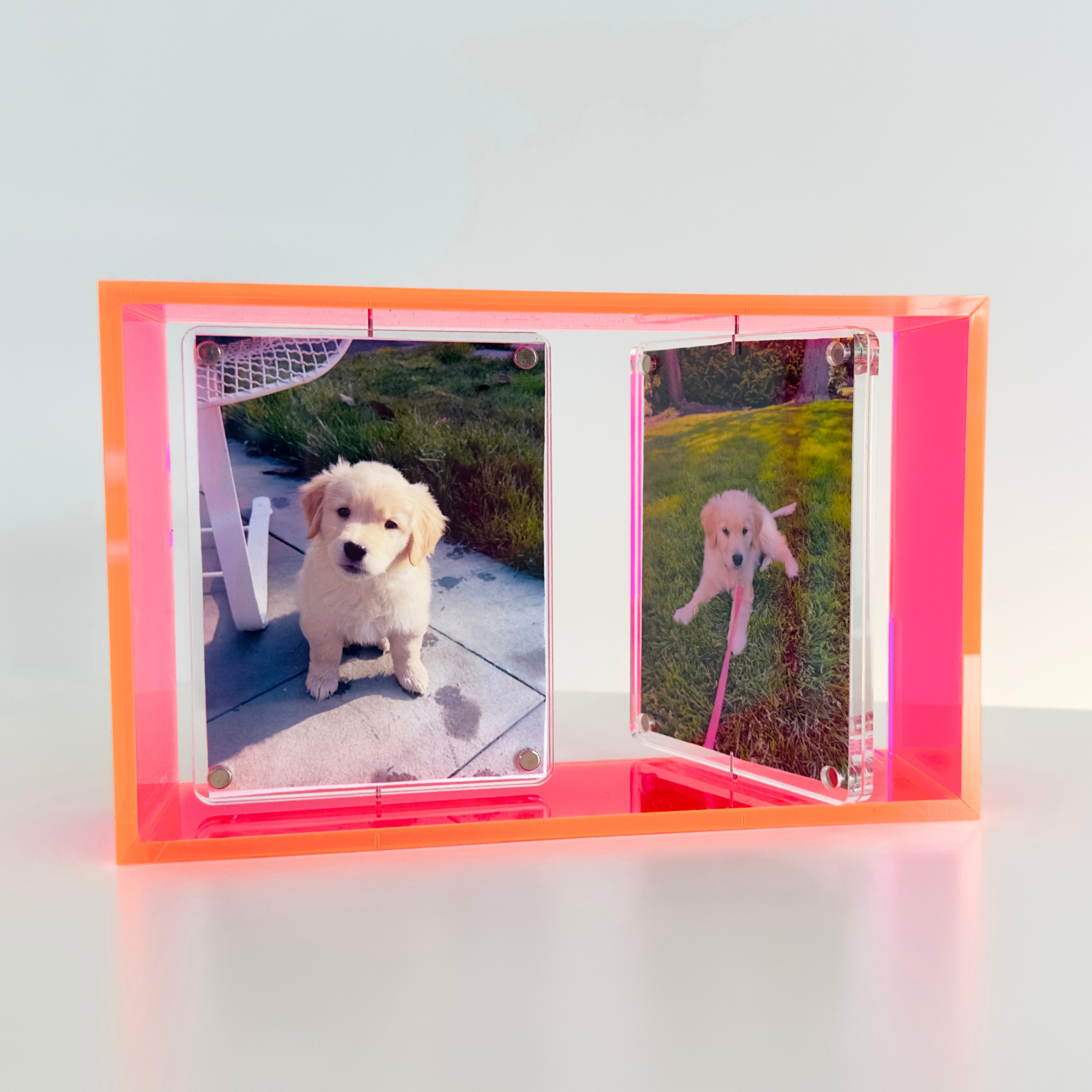Two images of a puppy in a pink frame on a light gray background